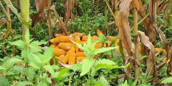 নেত্রকোনায় ভুট্টা চাষ করে লাভবান হচ্ছেন কৃষকরা